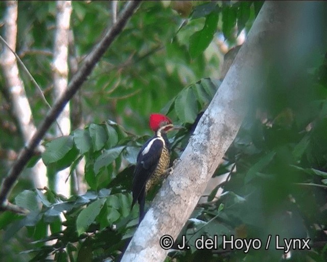 Lineated Woodpecker (Lineated) - ML201178701