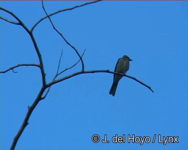 Variegated Flycatcher - ML201178711