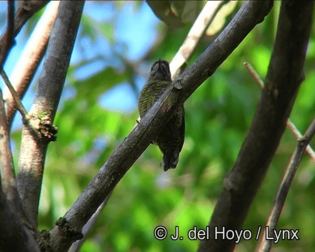 Golden-spangled Piculet (Bahia) - ML201178791
