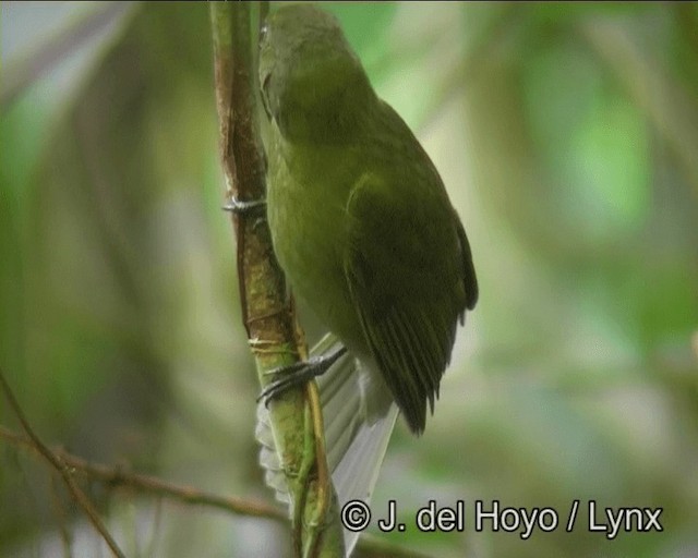 Brown-winged Schiffornis (Brown-winged) - ML201178801