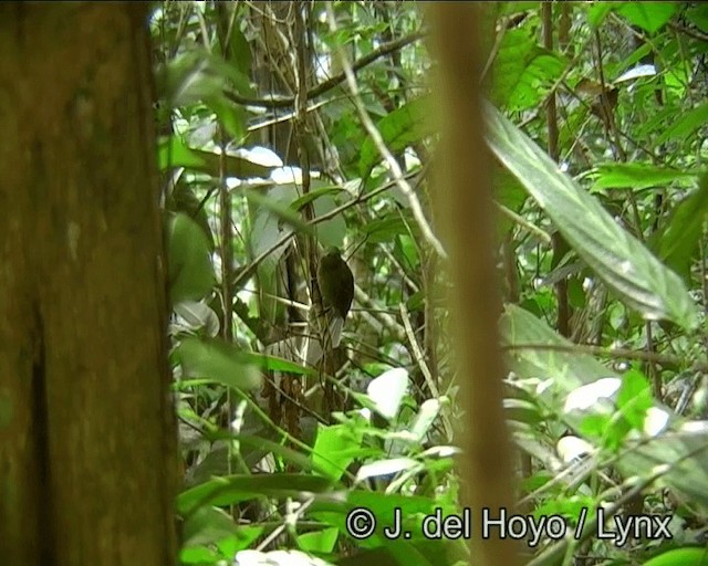 Brown-winged Schiffornis (Brown-winged) - ML201178811