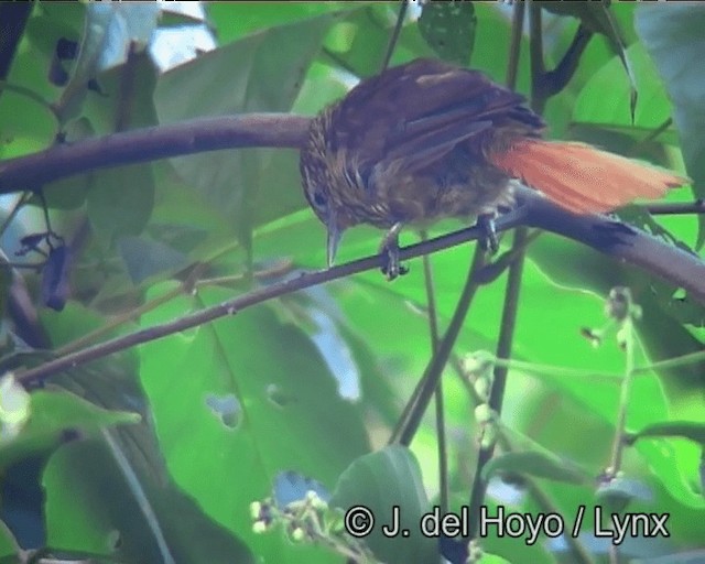 Striated Softtail - ML201178841