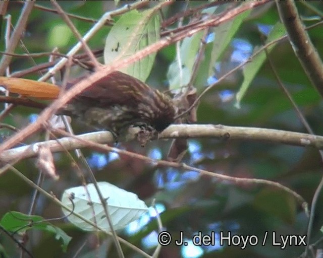 Striated Softtail - ML201178851