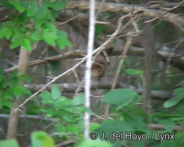 Moustached Wren - ML201178861