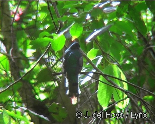 Atlantic Black-throated Trogon - ML201178891