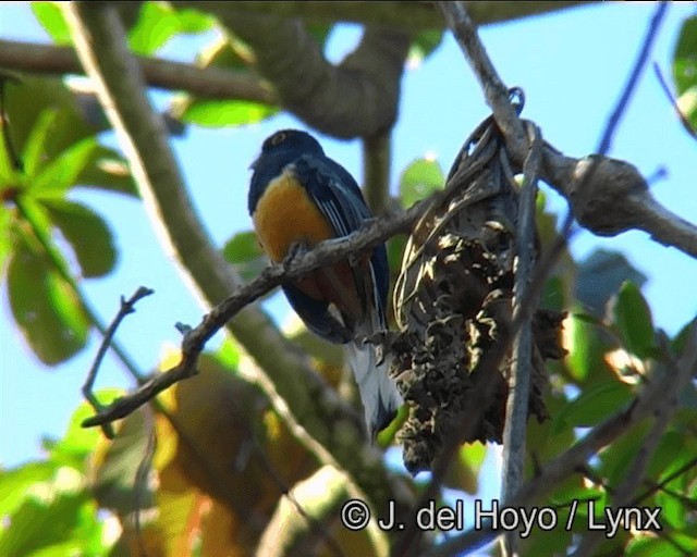 trogon surucua (ssp. aurantius) - ML201178901