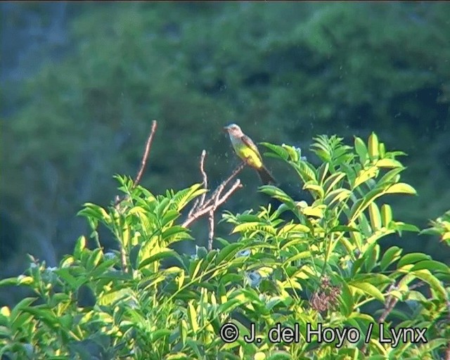 Tropical Kingbird - ML201178911