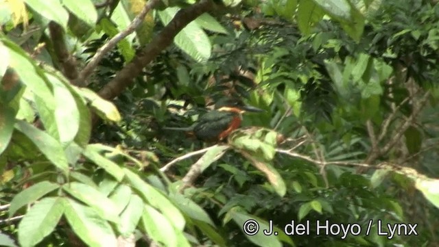 Green-and-rufous Kingfisher - ML201178971