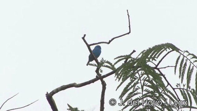 Plum-throated Cotinga - ML201178991