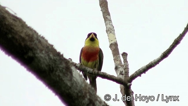 Goldbrust-Bartvogel (richardsoni/nigriceps) - ML201179011