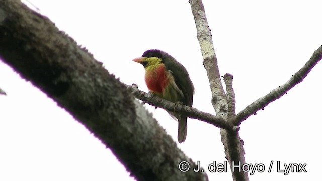 Goldbrust-Bartvogel (richardsoni/nigriceps) - ML201179021