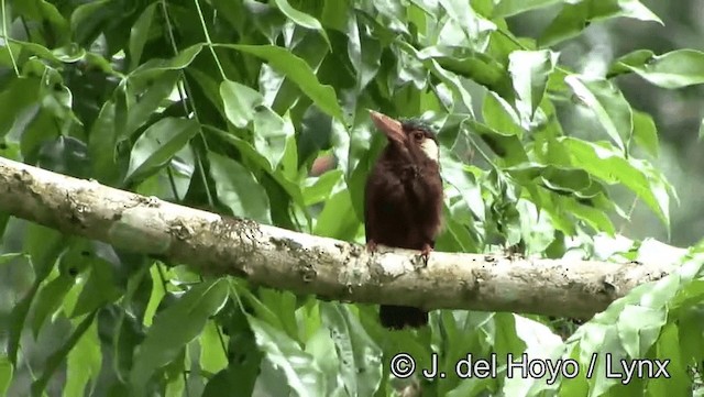 White-eared Jacamar - ML201179041