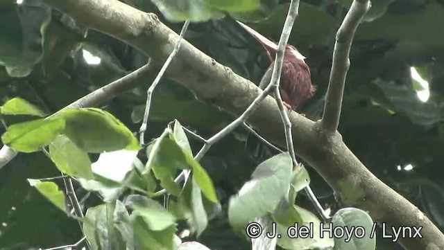 White-eared Jacamar - ML201179051