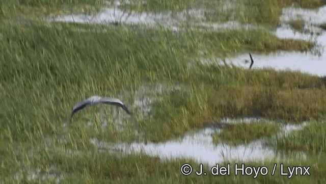 volavka popelavá (ssp. cinerea/jouyi) - ML201179061