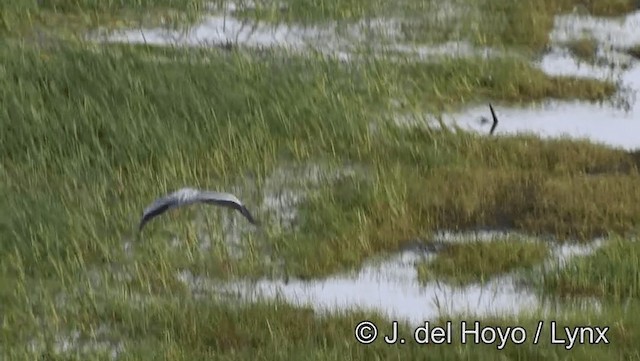 Garza Real (Paleártico) - ML201179061