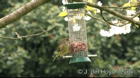 European Greenfinch - ML201179071