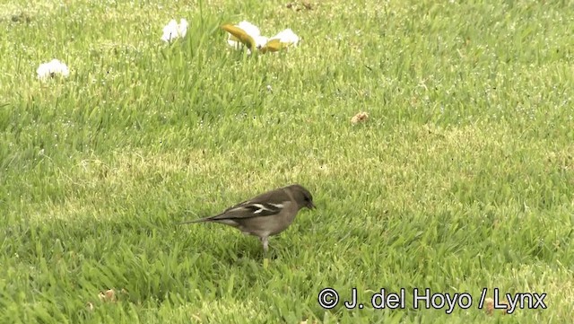 Common Chaffinch - ML201179091