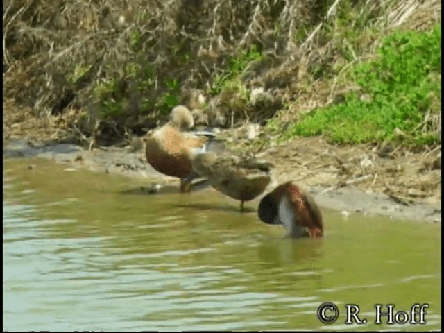 Red Shoveler - ML201179101