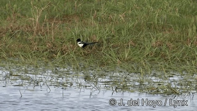 Eurasian Magpie (Eurasian) - ML201179111