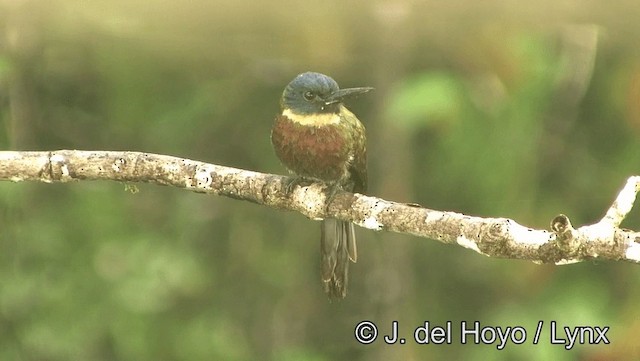 Purplish Jacamar - ML201179151