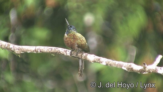 Purplish Jacamar - ML201179171