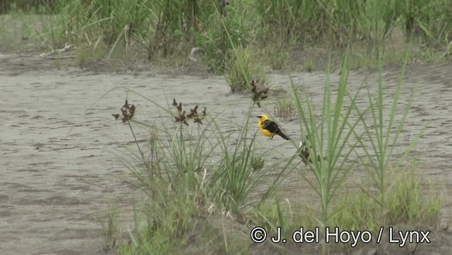 Oriole Blackbird - ML201179211