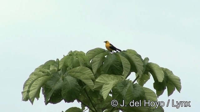 Chango Oriolino - ML201179221