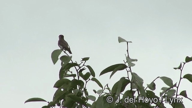 White-browed Purpletuft - ML201179231