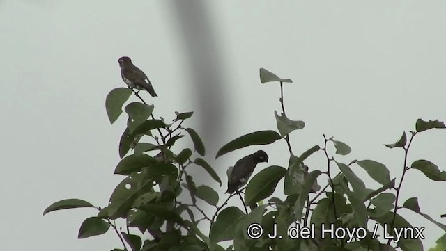 White-browed Purpletuft - ML201179241