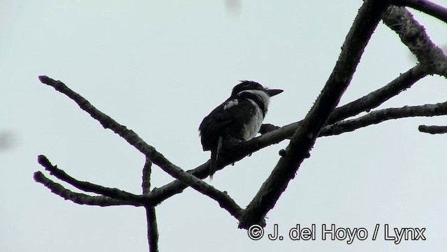 Elsterfaulvogel (tectus/picatus) - ML201179301