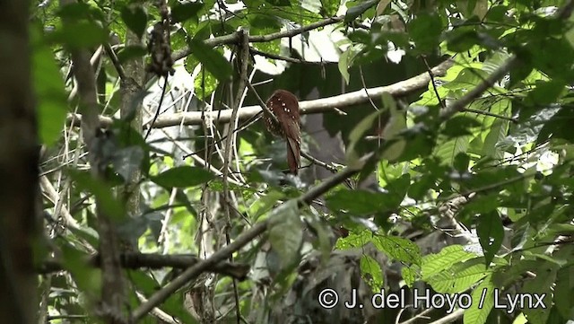 Rufous Potoo - ML201179321