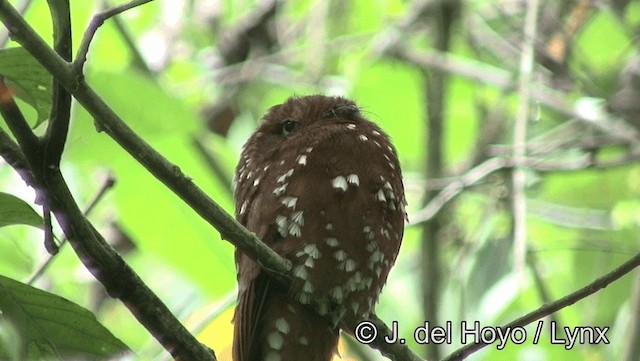 Rufous Potoo - ML201179331