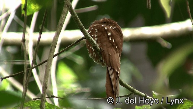 Rufous Potoo - ML201179341