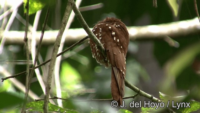 Rufous Potoo - ML201179351