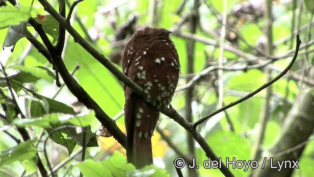 Rufous Potoo - ML201179361