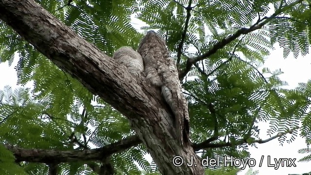 Great Potoo - ML201179371