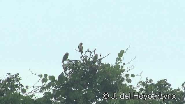 Black-headed Parrot - ML201179391