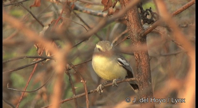 Calandrite du Bahia - ML201179621