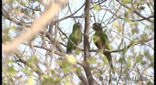 Conure des cactus - ML201179651