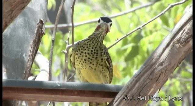 Yeşil-Siyah Ağaçkakan (melanochloros/nattereri) - ML201179661