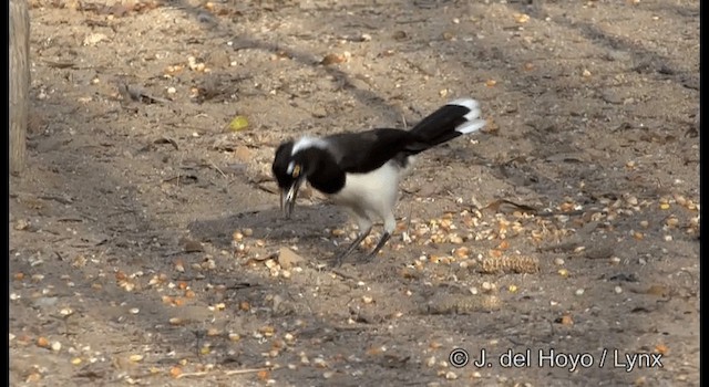 Weißnacken-Blaurabe - ML201179681