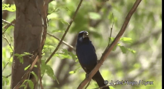 Ultramarine Grosbeak - ML201179711