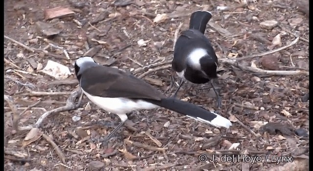 White-naped Jay - ML201179721