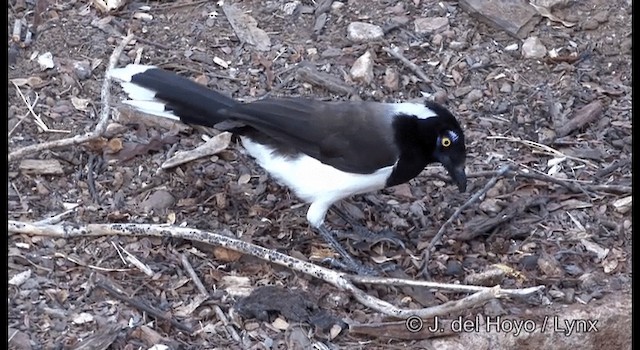 White-naped Jay - ML201179731