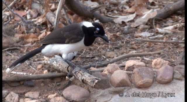 White-naped Jay - ML201179741