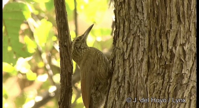 Planalto Woodcreeper - ML201179771