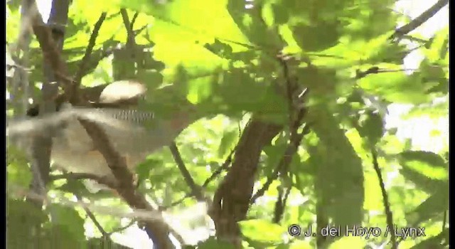 Barred Forest-Falcon - ML201179821