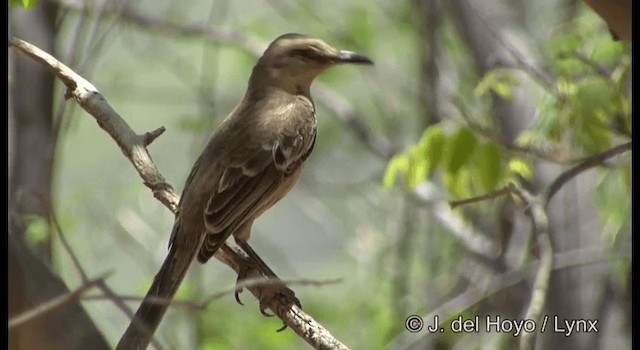 Chalk-browed Mockingbird - ML201179831