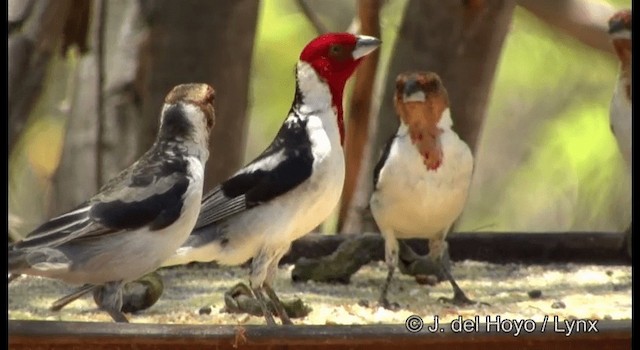 Red-cowled Cardinal - ML201179881