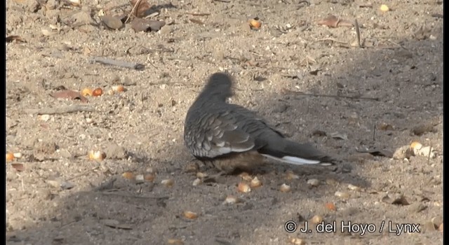 Tortolita Escamosa - ML201179931